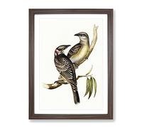 Great Bowerbird Birds By Elizabeth Gould Vintage Framed Print | A2 Walnut Framed Wall Art | Ready to Hang | Classic Nature Picture | Living Room Bedroom Lounge Office