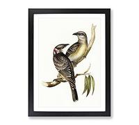 Great Bowerbird Birds By Elizabeth Gould Vintage Framed Wall Art Print, Ready to Hang Picture for Living Room Bedroom Home Office Décor, Black A4 (34 x 25 cm)