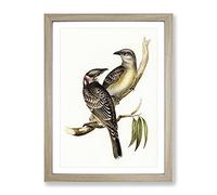 Great Bowerbird Birds By Elizabeth Gould Vintage Framed Wall Art Print, Ready to Hang Picture for Living Room Bedroom Home Office Décor, Oak A3 (34 x 46 cm)