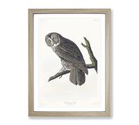 Great Cinereous Owl By John James Audubon Vintage Framed Print | A4 Oak Framed Wall Art | Ready to Hang | Classic Animal Picture | Living Room Bedroom Lounge Office