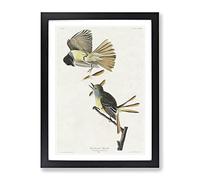 Great Crested Flycatcher Birds By John James Audubon Vintage Framed Wall Art Print, Ready to Hang Picture for Living Room Bedroom Home Office Décor, Black A2 (64 x 46 cm)