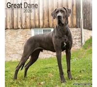 Great Dane 2026 Calendar | Square Wall Calendar | Dog Breed Gift | Plastic Free Packaging | by Avonside Publishing