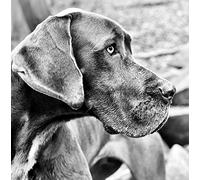Great Dane Dog Greeting Card Square - Gift Idea Special Occasion Blank Inside with Envelope Premium Unique Design Animal Cute Illustrated Wildlife Quality Included UK Designed