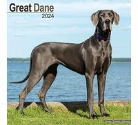 Great Dane (Euro) Calendar 2024 | Square Dog Breed Wall Calendar - 16 Month