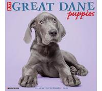 Great Dane Puppies 2026 12 X 12 Wall Calendar