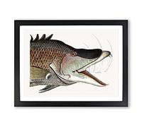 Great Hog Fish By Mark Catesby Vintage Framed Print | A3 Black Framed Wall Art | Ready to Hang | Classic Animal Picture | Living Room Bedroom Lounge Office
