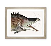 Great Hog Fish By Mark Catesby Vintage Framed Print | A3 Oak Framed Wall Art | Ready to Hang | Classic Animal Picture | Living Room Bedroom Lounge Office