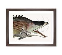 Great Hog Fish By Mark Catesby Vintage Framed Print | A4 Walnut Framed Wall Art | Ready to Hang | Classic Animal Picture | Living Room Bedroom Lounge Office