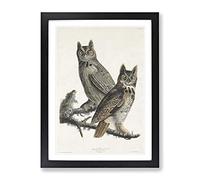 Great Horned Owls By John James Audubon Vintage Framed Print | A2 Black Framed Wall Art | Ready to Hang | Classic Animal Picture | Living Room Bedroom Lounge Office