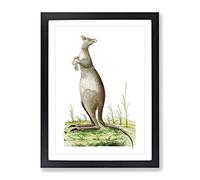Great Kangaroo By George Shaw Vintage Framed Print | A2 Black Framed Wall Art | Ready to Hang | Classic Nature Picture | Living Room Bedroom Lounge Office