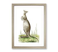 Great Kangaroo By George Shaw Vintage Framed Print | A4 Oak Framed Wall Art | Ready to Hang | Classic Nature Picture | Living Room Bedroom Lounge Office