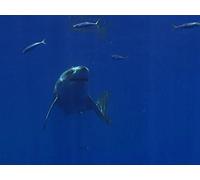 Great Migrations Season 1 E00 - Behind the Scenes