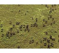 Great Migrations Season 1 E01 - Born to Move