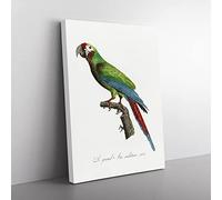 Great Military Macaw Parrot By F. Levaillant Vintage Canvas Wall Art Print Ready to Hang, Framed Picture for Living Room Bedroom Home Office Décor, 76x50 cm (30x20 Inch)