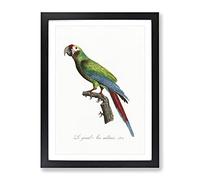 Great Military Macaw Parrot By F. Levaillant Vintage Framed Print | A2 Black Framed Wall Art | Ready to Hang | Classic Military Picture | Living Room Bedroom Lounge Office