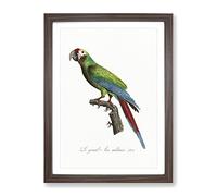 Great Military Macaw Parrot By F. Levaillant Vintage Framed Print | A2 Walnut Framed Wall Art | Ready to Hang | Classic Military Picture | Living Room Bedroom Lounge Office