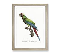 Great Military Macaw Parrot By F. Levaillant Vintage Framed Wall Art Print, Ready to Hang Picture for Living Room Bedroom Home Office Décor, Oak A4 (34 x 25 cm)