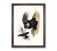 Great Palm Cockatoos By Elizabeth Gould Vintage Framed Print | A3 Walnut Framed Wall Art | Ready to Hang | Classic Nature Picture | Living Room Bedroom Lounge Office