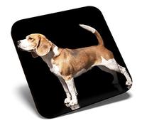 Great Single Coaster Square - Adult Beagle Dog Hound Puppy Pet |Glossy Quality Coasters | Tabletop Protection for Any Table Type #44028