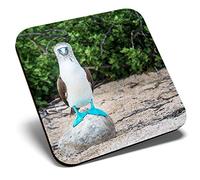 Great Single Coaster Square - Blue Footed Booby Galapagos Bird |Glossy Quality Coasters | Tabletop Protection for Any Table Type #15554