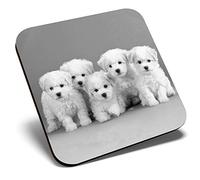 Great Single Coaster Square BW - White Bichon Frise Puppy Dog |Glossy Quality Coasters | Tabletop Protection for Any Table Type #36483