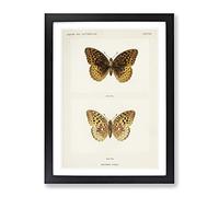 Great Spangled Fritillary Butterfly By S.F. Denton Vintage Framed Print | A4 Black Framed Wall Art | Ready to Hang | Classic Animal Picture | Living Room Bedroom Lounge Office