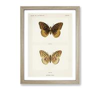 Great Spangled Fritillary Butterfly By S.F. Denton Vintage Framed Print | A4 Oak Framed Wall Art | Ready to Hang | Classic Animal Picture | Living Room Bedroom Lounge Office