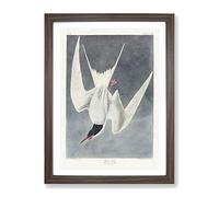 Great Tern Bird By John James Audubon Vintage Framed Print | A2 Walnut Framed Wall Art | Ready to Hang | Classic Nature Picture | Living Room Bedroom Lounge Office