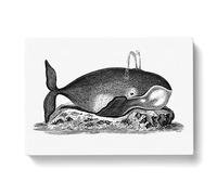 Great Whale In Black & White By George Shaw Vintage Canvas Wall Art Print Ready to Hang, Framed Picture for Living Room Bedroom Home Office Décor, 60x40 cm (24x16 Inch)