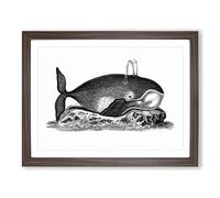 Great Whale In Black & White By George Shaw Vintage Framed Print | A3 Walnut Framed Wall Art | Ready to Hang | Classic Animal Picture | Living Room Bedroom Lounge Office