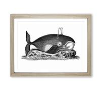 Great Whale In Black & White By George Shaw Vintage Framed Print | A4 Oak Framed Wall Art | Ready to Hang | Classic Animal Picture | Living Room Bedroom Lounge Office
