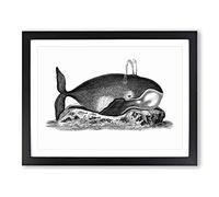 Great Whale In Black & White By George Shaw Vintage Framed Wall Art Print, Ready to Hang Picture for Living Room Bedroom Home Office Décor, Black A2 (64 x 46 cm)