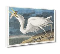 Great White Heron By John James Audubon Canvas Print | Gallery Wrapped 30mm Frame Wall Art | 20x14 inches | Ready to Hang | Retro Picture | Living Room Bedroom Lounge Office