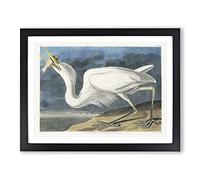 Great White Heron By John James Audubon Vintage Framed Print | A4 Black Framed Wall Art | Ready to Hang | Classic Animal Picture | Living Room Bedroom Lounge Office