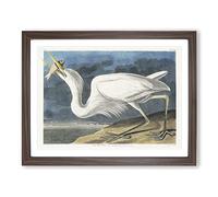 Great White Heron By John James Audubon Vintage Framed Print | A4 Walnut Framed Wall Art | Ready to Hang | Classic Animal Picture | Living Room Bedroom Lounge Office
