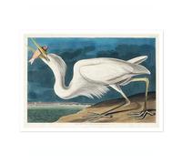 Great White Heron Poster John James Audubon Vintage Bird Illustration Antique Print Ornithology Art, Archival Matte, A4 (Print Only) - 29.7x21cm