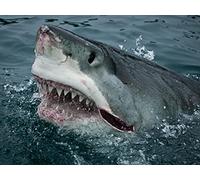 Great White Serial Killer Lives