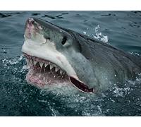 Great White Serial Killer Lives