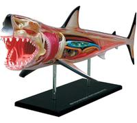 Great White Shark Anatomy Model, 20 Detachable Organs Assembly,4D Vision Animal Interactive Educational Tool, Ideal Science Gift for Biology Enthusiasts.