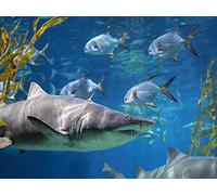 Great White Shark Babies