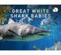 Great White Shark Babies - Season 1