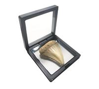 Great White Shark Tooth Replica 2.56 inch,Fake Shark Teeth Fossils Replica for Home Table Shelf Display Decor Shark Collection Gift (Great White Shark Tooth)