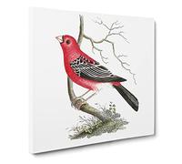 Greater Bulfinch Bird by George Shaw Canvas Print | Gallery Wrapped 30mm Frame Wall Art | 20x20 inches | Ready to Hang | Retro Animals Picture | Living Room Bedroom Lounge Office