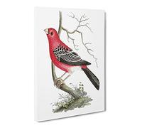 Greater Bulfinch Bird By George Shaw Canvas Print | Gallery Wrapped 30mm Frame Wall Art | 30x20 inches | Ready to Hang | Retro Animals Picture | Living Room Bedroom Lounge Office