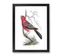 Greater Bulfinch Bird By George Shaw Vintage Framed Print | A2 Black Framed Wall Art | Ready to Hang | Classic Nature Picture | Living Room Bedroom Lounge Office