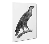 Greater Spotted Eagle Canvas Print | Gallery Wrapped 30mm Frame Wall Art | 20x14 inches | Ready to Hang | Modern Animals Picture | Living Room Bedroom Lounge Office