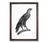 Greater Spotted Eagle Framed Print | A2 Walnut Framed Wall Art | Ready to Hang | Modern Animal Picture | Living Room Bedroom Lounge Office