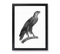 Greater Spotted Eagle Vintage Framed Print | A2 Black Framed Wall Art | Ready to Hang | Classic Animal Picture | Living Room Bedroom Lounge Office