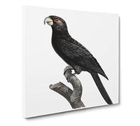 Greater Vasa Parrot by F. Levaillant Canvas Print | Gallery Wrapped 30mm Frame Wall Art | 14x14 inches | Ready to Hang | Modern Animals Picture | Living Room Bedroom Lounge Office