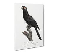 Greater Vasa Parrot By F. Levaillant Canvas Print | Gallery Wrapped 30mm Frame Wall Art | 20x14 inches | Ready to Hang | Retro Animals Picture | Living Room Bedroom Lounge Office